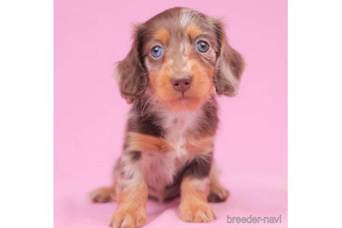 成約済の東京都のミニチュアダックスフンド(ロングヘアード)-206175の1枚目